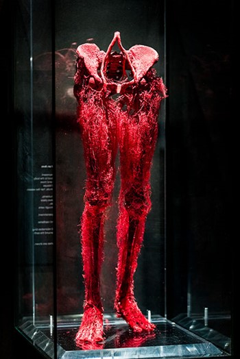 Blood vessels in the legs