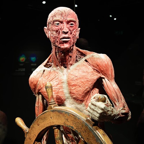 Body Worlds 2025 0003 BWA 20250619 152A5449