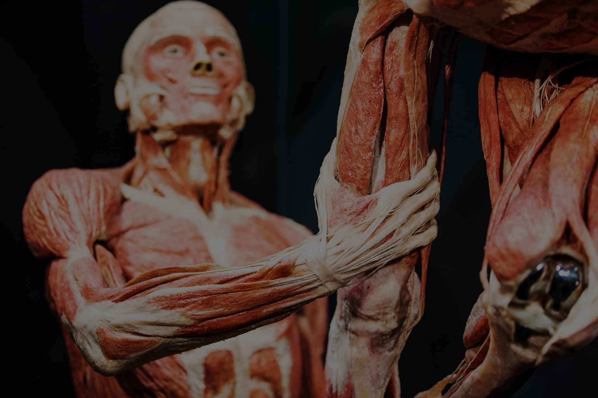 BODY WORLDS - The Happiness Project